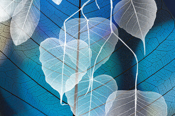 leaf texture, leaf background with veins and cells