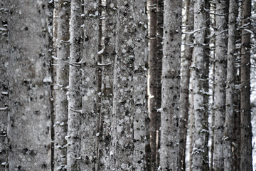 Obraz premium trees in a row in winter