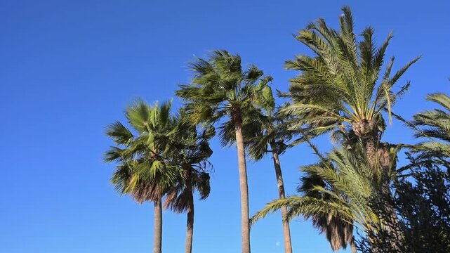 Palm trees in strong wind with clear blue sky