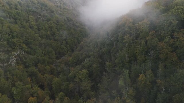 green hills and forest aerial fogg