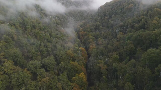 green hills and forest aerial fogg