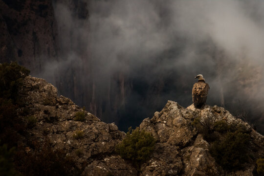 Bearded Vulture Perched on Rocky Ledge at Mallos de Riglos, Aragon Spain