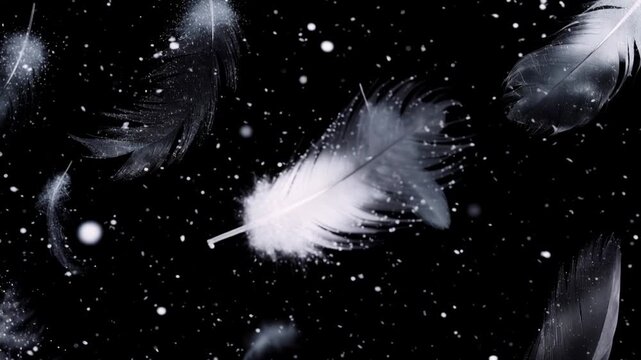 Animation of floating black and white feathers in dark air with falling snowflakes, concept for winter background

