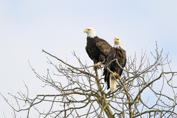 Pair of mature bald eagles sitting in top of bare winter tree
