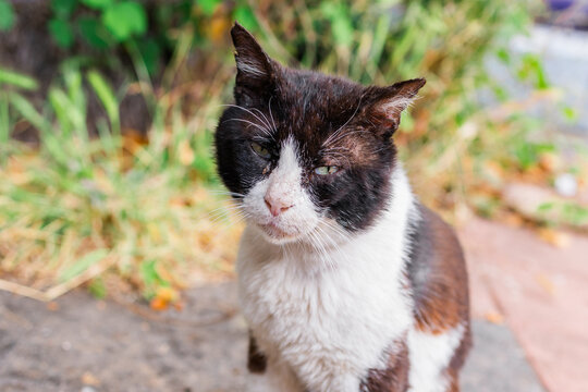 Close-up portrait sick stray cat sitting on a sidewalk in urban surroundings. Unique appearance and emotional expression of a street animal in natural daylight