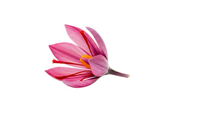 Saffron pistil displayed against a white background cut out on PNG. AI GENERATED.