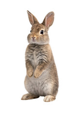 Fototapeta premium Cute brown and grey Easter bunny standing on hind legs isolated on transparent background. Funny fluffy rabbit cutout for holiday greeting card design.