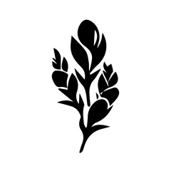 black and white Snapdragon flowers