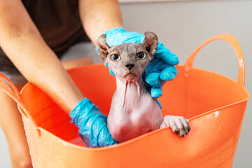 Funny expression on wet sphynx cat while bathing at home in a bright orange tub