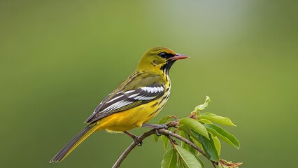 Obraz premium Yellow bird perched on branch outdoors.