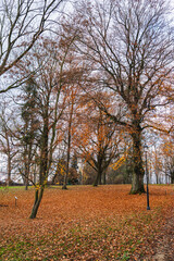 a city park landscape with bare trees and lots of leaves on the ground