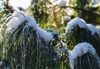 snow on green needles of pine tree during winter