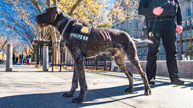 German Wirehaired Pointer in police K9 vest in downtown Washington. Security patrol on Pennsylvania Avenue.