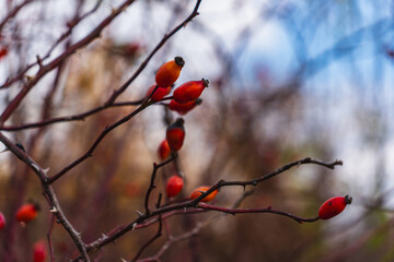 close up of wild rose red hips during autumn season