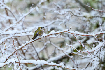 Annas hummingbird in cold winter scene standing on snow covered thin branch
