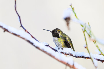 Annas hummingbird in winter resting on ice coated rose bush