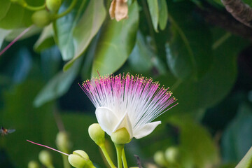 Close-up of a Barringtonia asiatica flower with bees collecting nectar, showing tropical pollination in a lush green natural background.