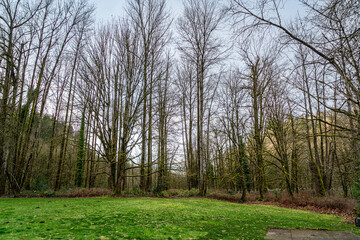 Renton Winter Trees 2