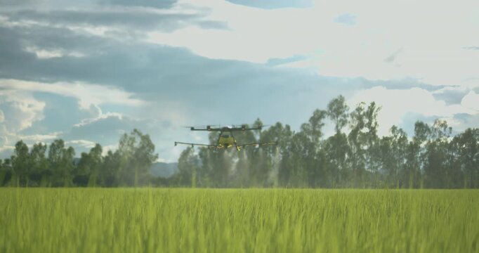 Agriculture drone flying over green rice paddy field spraying water, pesticides, fertilizers, chemicals and other inputs liquid, smart farming technology