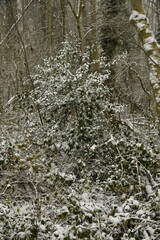 Buissons sous la neige &agrave; &Eacute;caussinnes d'Enghien (Soignies)