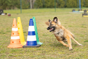 active berger des pyr&eacute;n&eacute;es herding dog in high‑speed dog sport training circling with cones