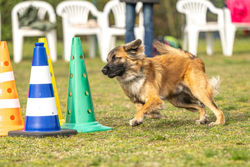 active berger des pyr&eacute;n&eacute;es herding dog in high‑speed dog sport training circling with cones