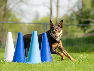 active kelpie herding dog in fast dog sport training circling with cones
