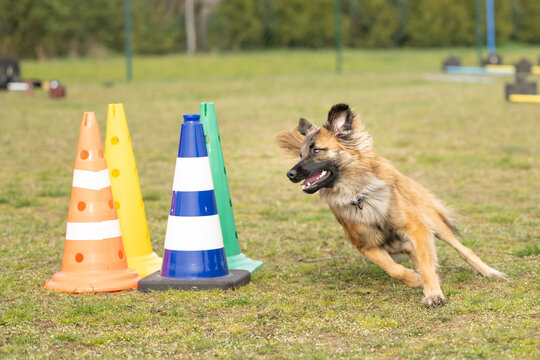 active berger des pyr&eacute;n&eacute;es herding dog in high‑speed dog sport training circling with cones