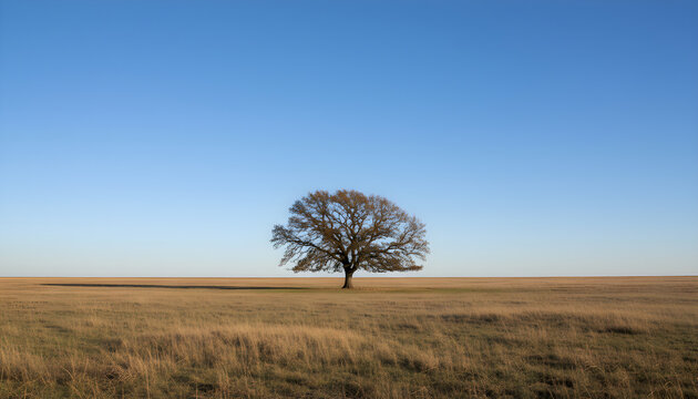 Lonely oak tree standing in vast open field - Powered by Adobe