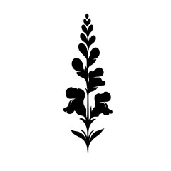 black and white Snapdragon flowers