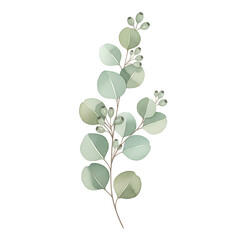 Obraz premium Watercolor Eucalyptus Branch PNG