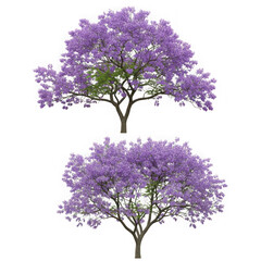 Obraz premium Two stunning jacaranda trees in full bloom isolated on white background