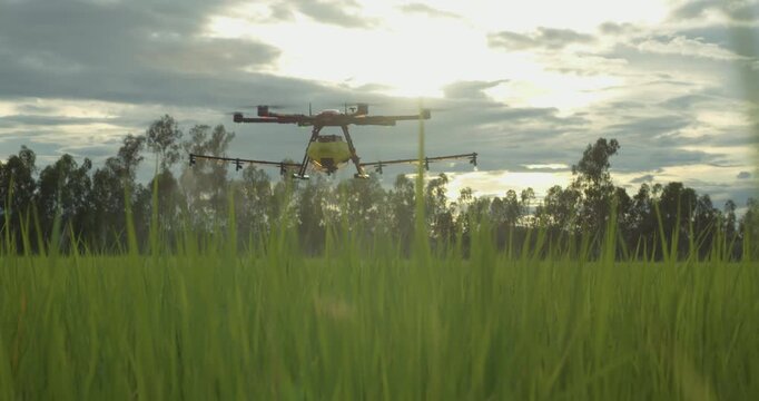 Agriculture drone flying over green rice paddy field spraying water, pesticides, fertilizers, chemicals and other inputs liquid, smart farming technology