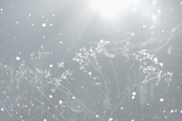 Winter nature scenery. Snowfall and frozen plants as an background.