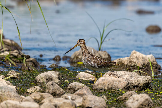 Wilson's snipe  (Gallinago delicata), Inhabitant of swamps, tundra and wet meadows in Canada and the northern United States