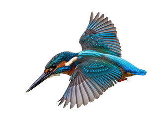 Vibrant kingfisher in mid-flight