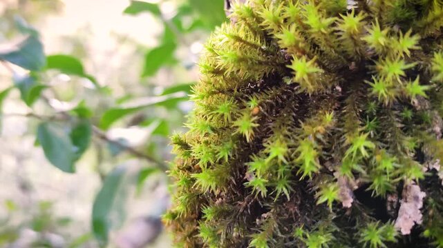 Sphagnopsida moss on oak trunk illuminated with natural sunlight in winter on the Iberian Peninsula. 