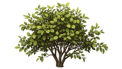 A tree with green leaves on transparent background