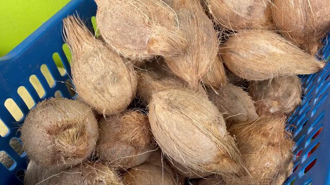 Fresh Whole Coconuts in Blue Basket for Natural Use