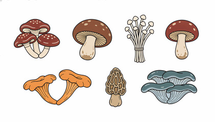 Edible mushroom vector illustration set. Collection of wild and cultivated fungi icons including shiitake, enoki, and morel. Flat design graphic isolated on white background