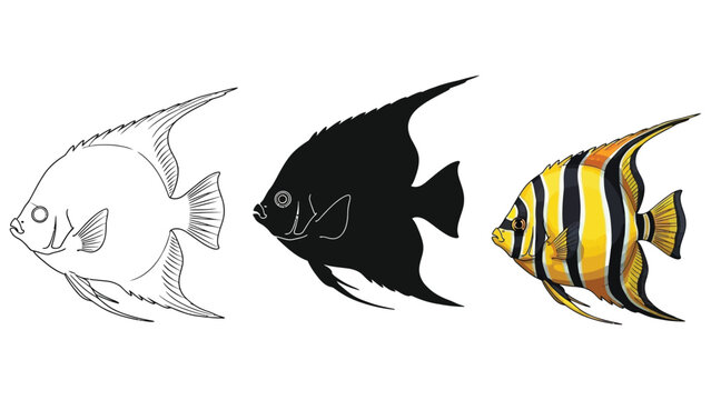 Set of three pterophyllum scalare angelfish illustrations line art drawing, black silhouette, and colored watercolor painting