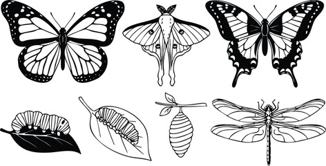 Line art detailed top view of three butterflies and luna moth with caterpillars and chrysalis on leaves and dragonfly in scientific layout black white ink art