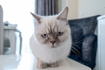 Close up portrait of a cute white british shorthair cat looking directly at camera with a serious expression