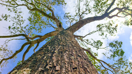 Giant Tree Stretching Towards the Sky with Green Leaves