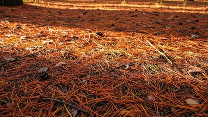 Forest floor covered in pine needles, sunlight, and shadows.