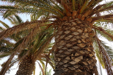Phoenix canariensis - Canary Island date palm tree © Collpicto