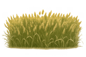 Wild tall grass with green and golden hues, growing in a dense line, providing natural vegetation detail on a transparent background
