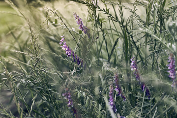 Wild meadow flowers (bird vetch) in grass. Nature background