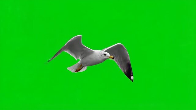 Graceful seagull in flight against a vibrant green background, isolated avian specimen in motion, a single white bird soaring with outstretched wings
