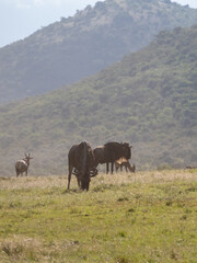 Obraz premium Africa, savanna of kenya, Masai Mara national park. Wildlife, wild animals, travel to africa